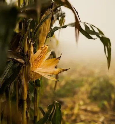 a corn field with a yellow flower in the foreground