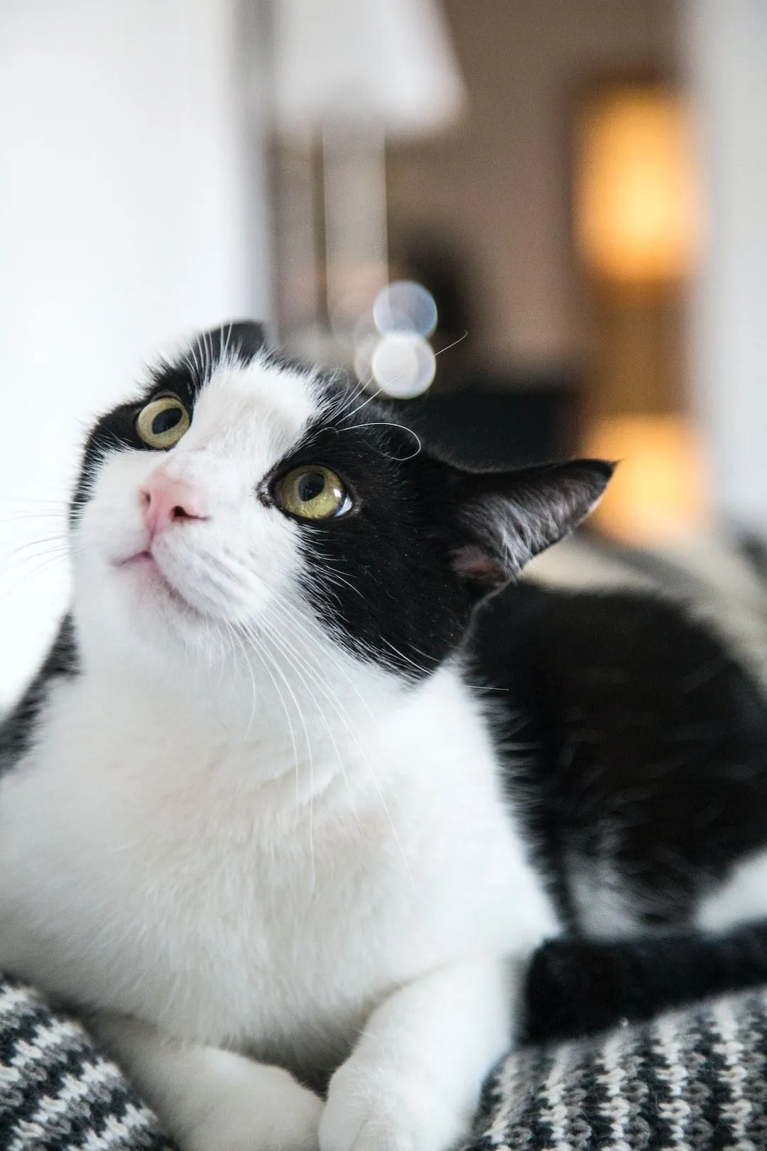 black and white cat in tilt shift lens