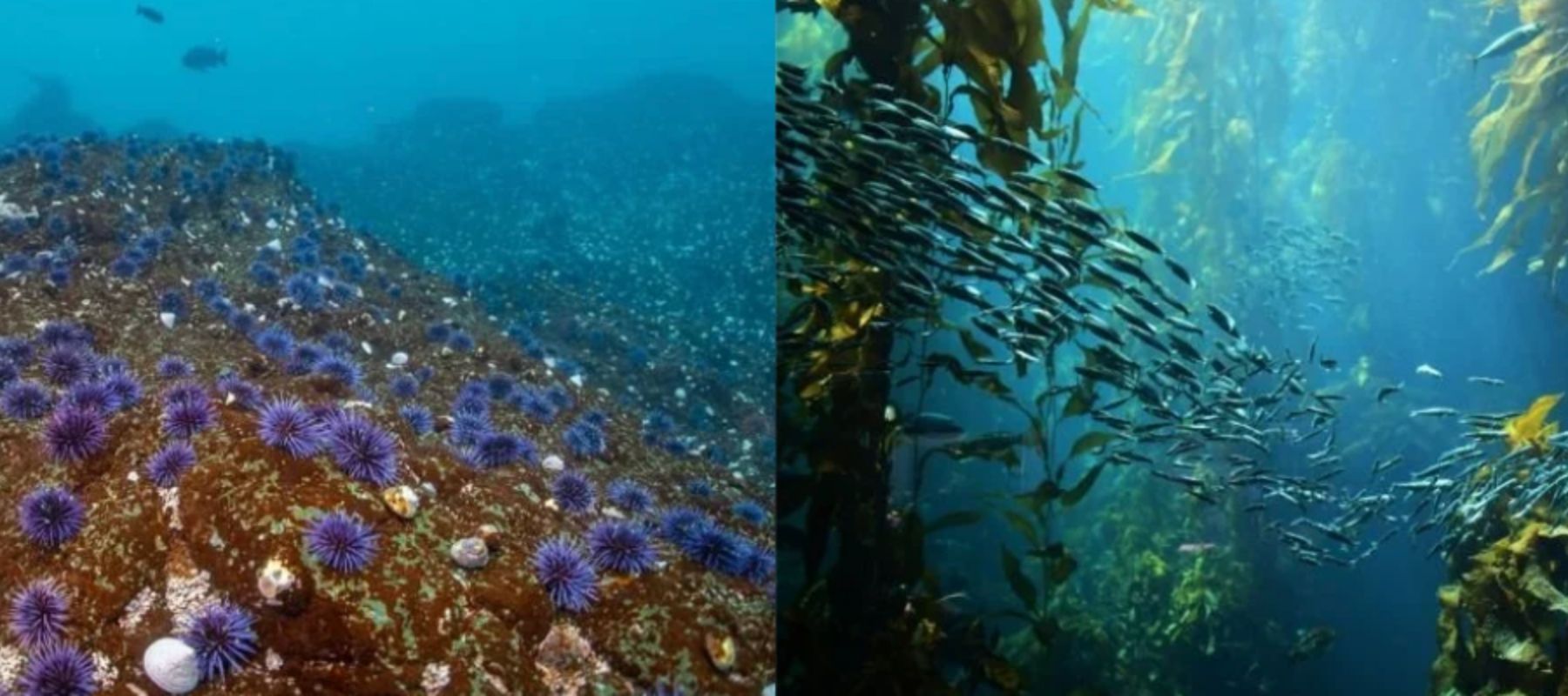 Sea urchin barren (left) and Vibrant, healthy kelp forest (right). Images: Andrew b Stowe (right) and The Nature Conservancy, Ralph Pace (left). From Primitives Website. 