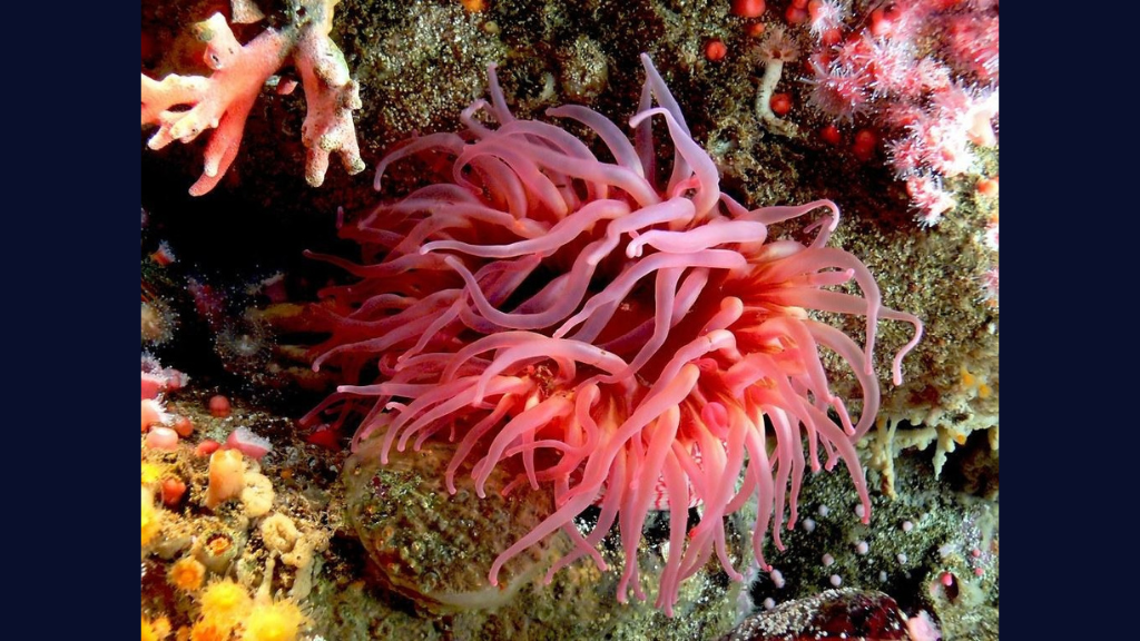 Compounds found in sea anemones inspired DisperseBio’s peptides that disrupt biofilm formation without killing microbes.