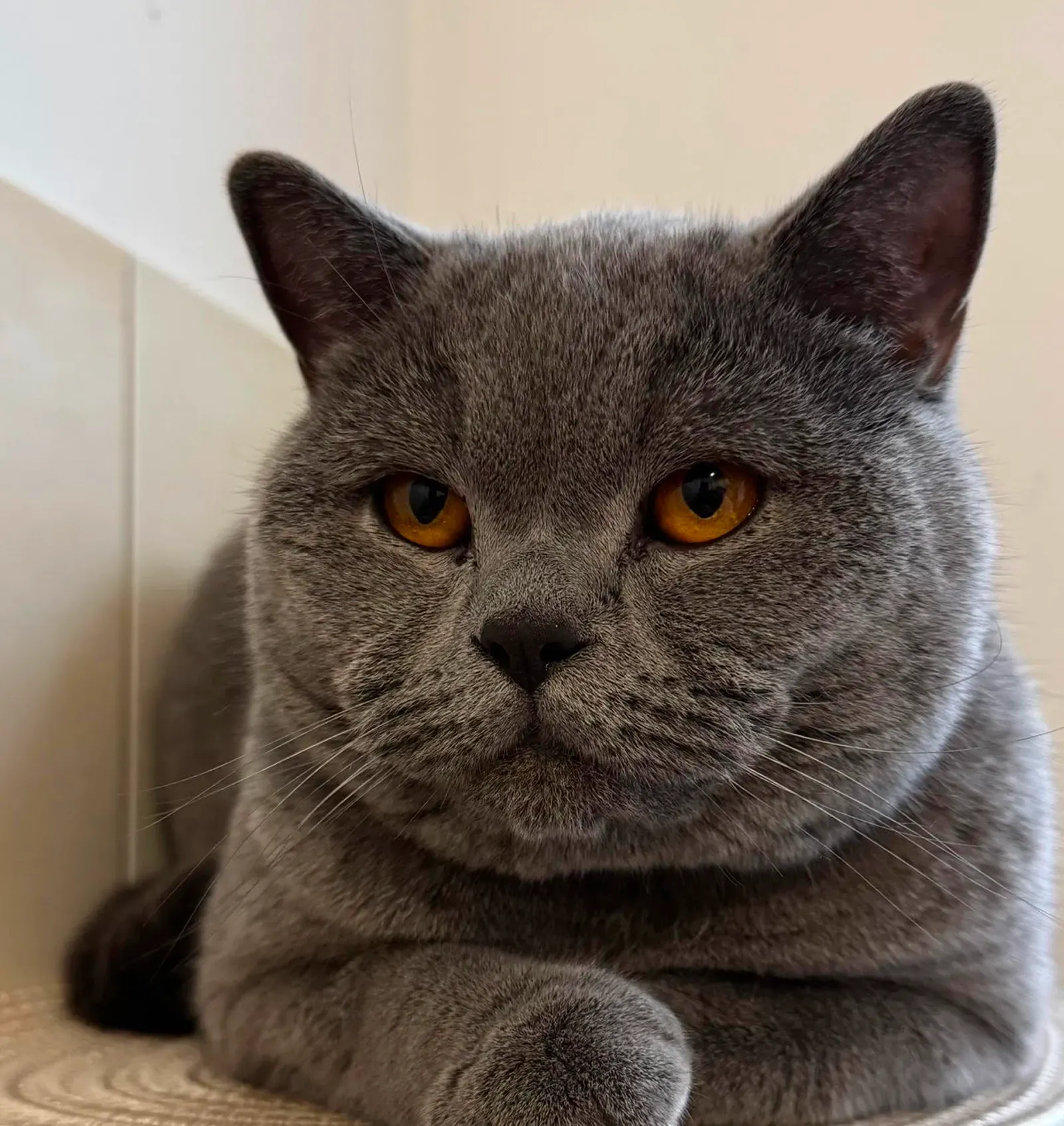 Grey British Shorthair cat with orange eyes looking straight at the camera