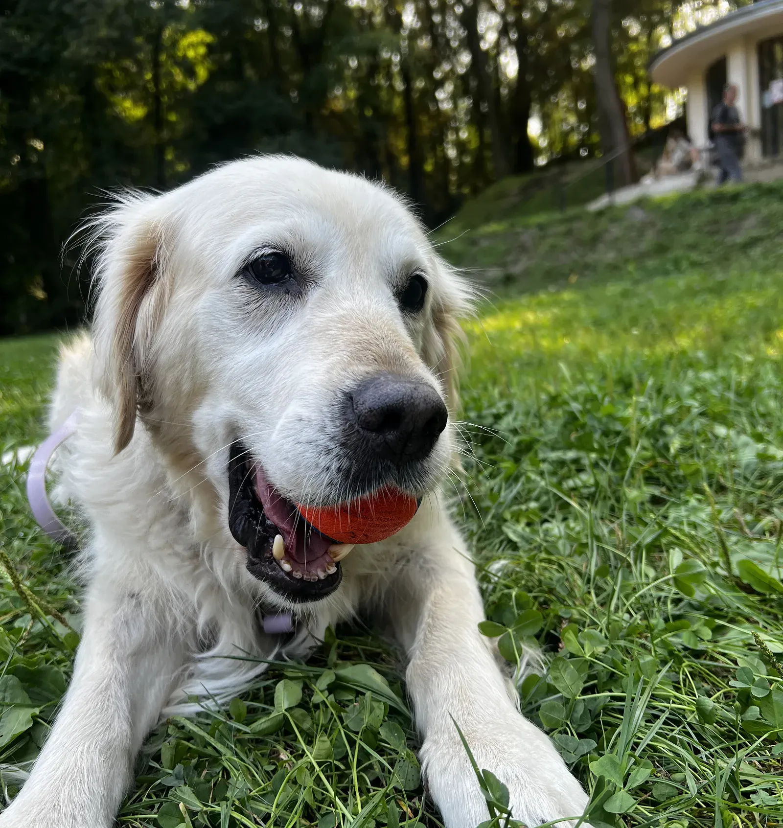 Cream golden retriever lying on the grass in a park with an orange ball in its mouth