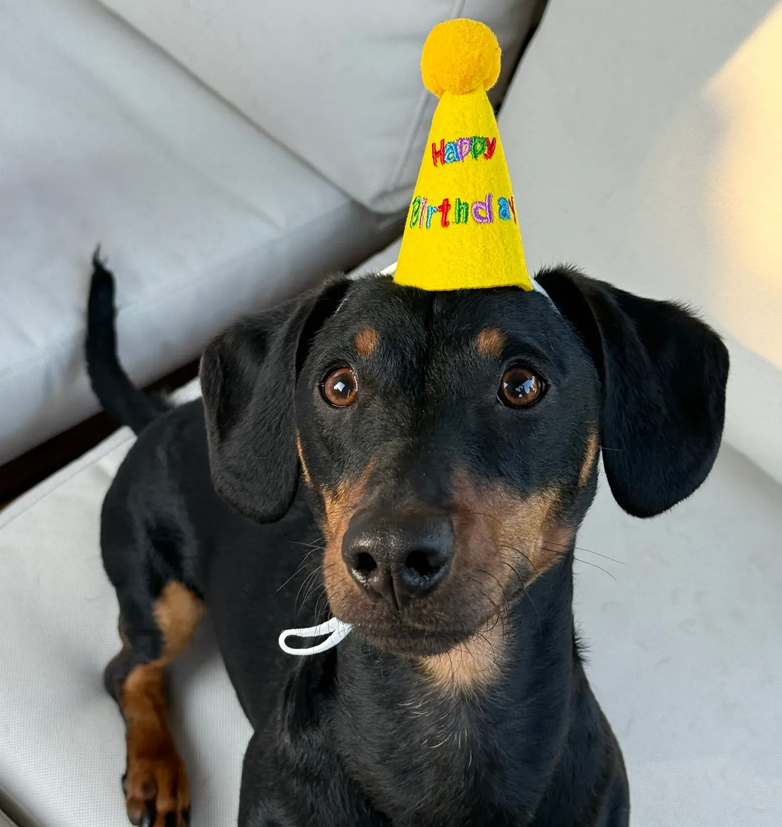 Black-and-tan dog wearing a yellow "Happy Birthday" party hat, sitting on a sofa