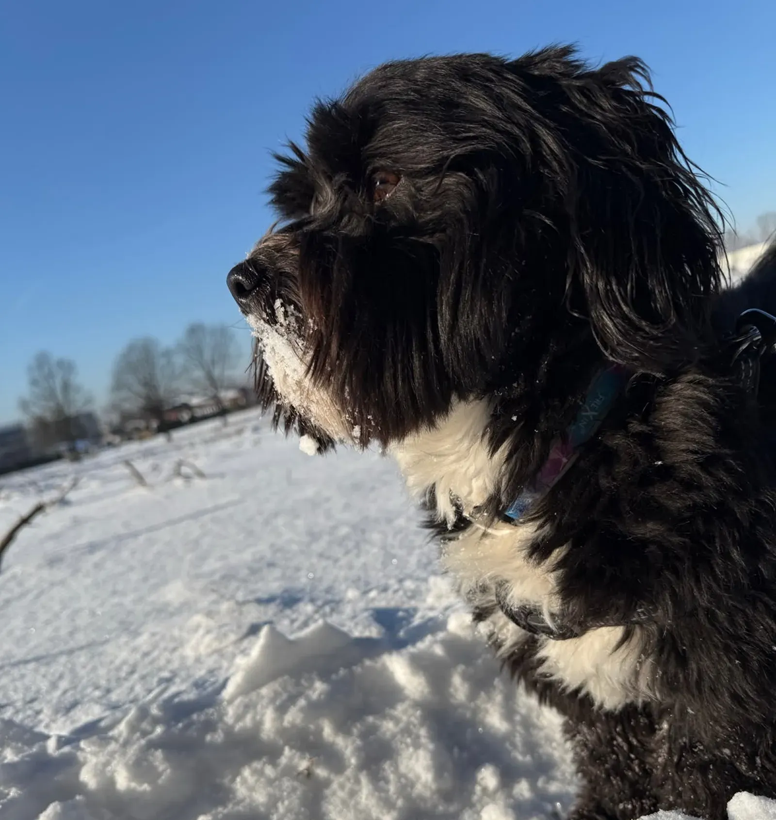 Black-and-white long-haired dog with a snow-covered muzzle in a sunny, snowy field
