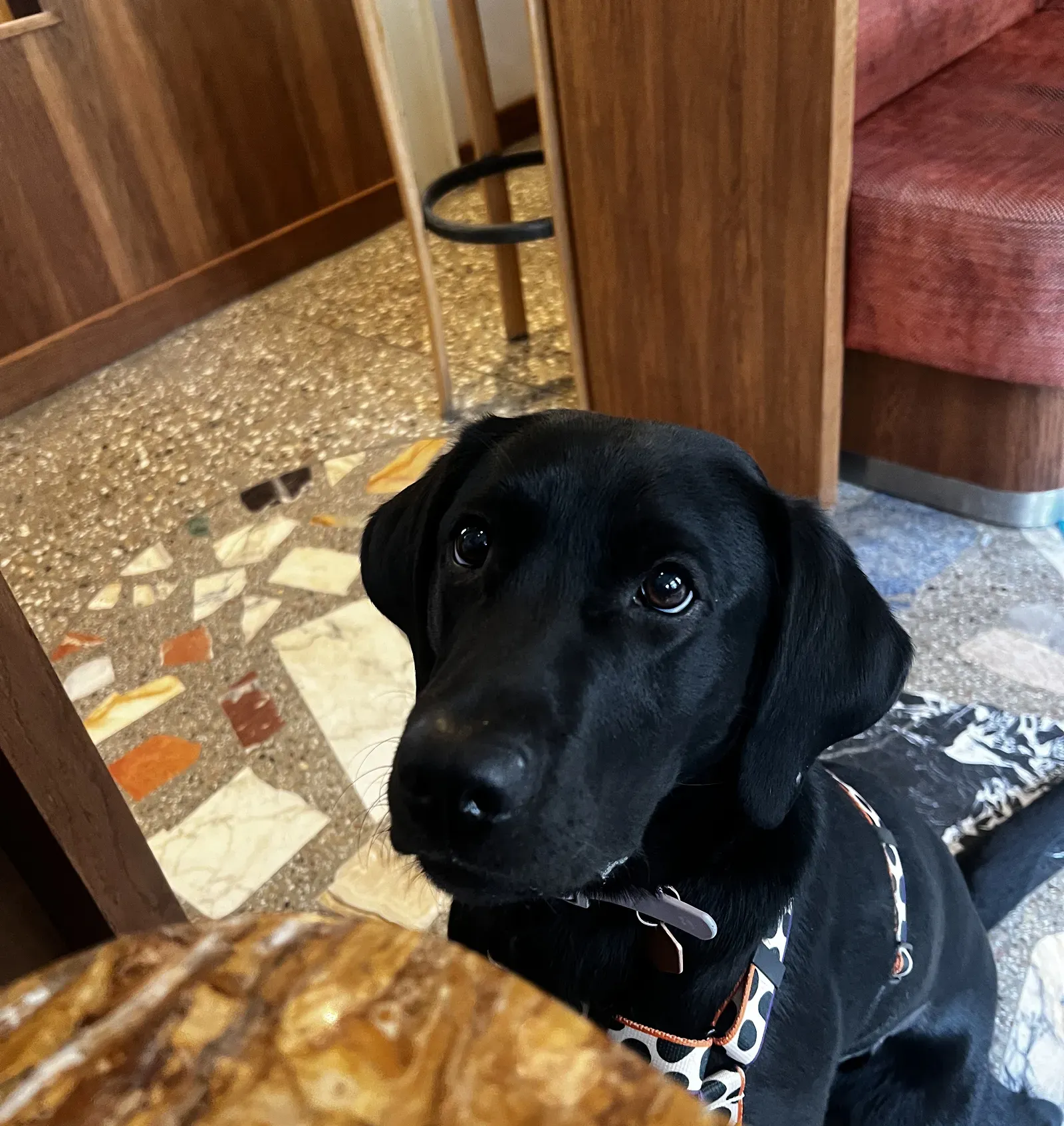 Black Labrador in a polka-dot harness looking up at a café table